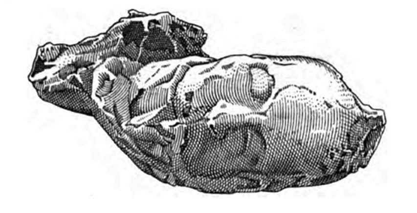 Victim 16. Boscoreale, Villa della Pisanella. 1897. Torcularium. Body cast of female head.
The body lay across the sides of victim 17, with the head above the bench. 
Only the plaster-cast of the head was taken (fig. 53c), and it was acknowledged that it was of a woman, with raised hair and drapery around her neck and mouth. 
Around the skeletons were gathered a few oxidised copper and silver coins, and some bronze rings. On the woman’s skull were two earrings of wide hoops of gold, around which three topazes were set. There appeared also traces of silver ornaments and iron tools which were unrecognisable because of oxidisation. Towards the window, in the vicinity of these corpses, the skeleton of a dog was stretched out.
See Pasqui A., La Villa Pompeiana della Pisanella presso Boscoreale, in Monumenti Antichi VII 1897, fig. 53c.

