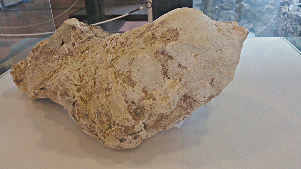 Victim 16. Villa della Pisanella, Boscoreale. December 2018. Torcularium P, plaster-cast of a female head. Photo courtesy of Giuseppe Ciaramella.
Boscoreale Antiquarium inv. no 25898.

