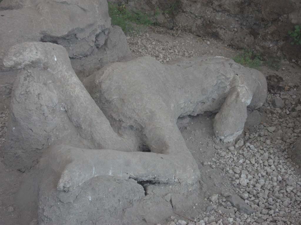 Victim 35. I.21.6 Pompeii. May 2010. Front view of plaster cast of body. 