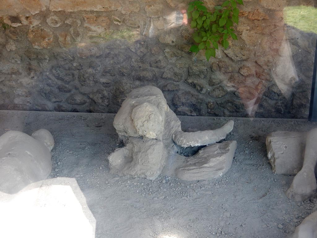 I.21.6 Pompeii. May 2015. Plaster cast of the body of victim 42. Photo courtesy of Buzz Ferebee.