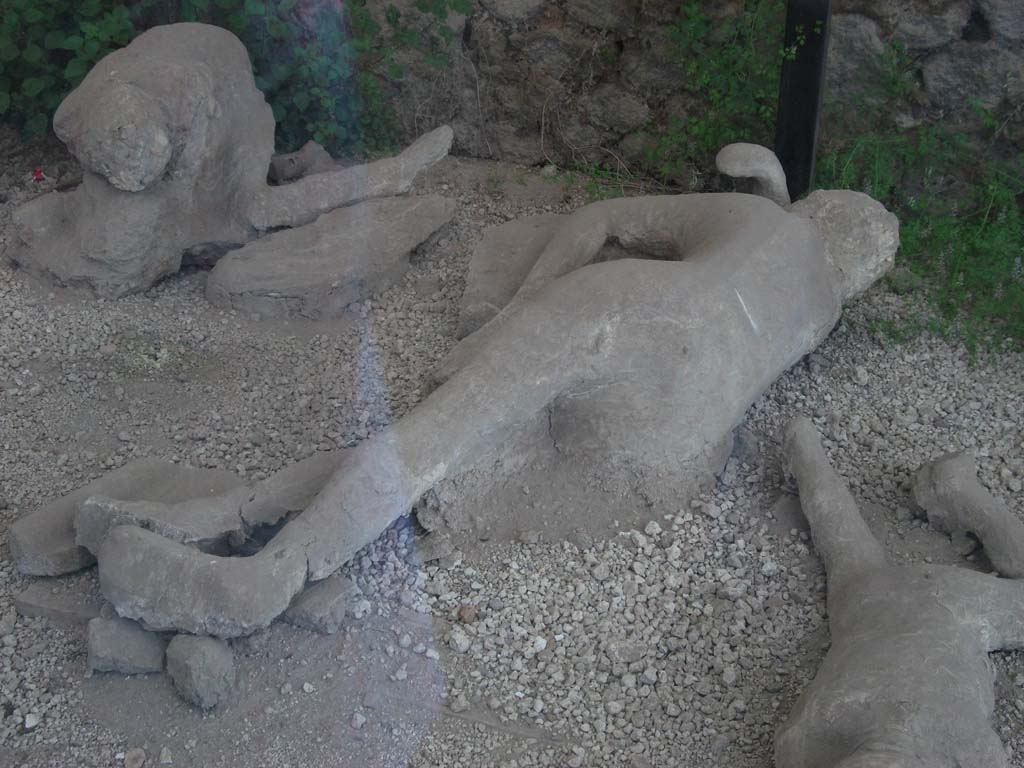 I.21.6 Pompeii. May 2010. Detail of plaster casts of impressions of bodies. Victim 41. 