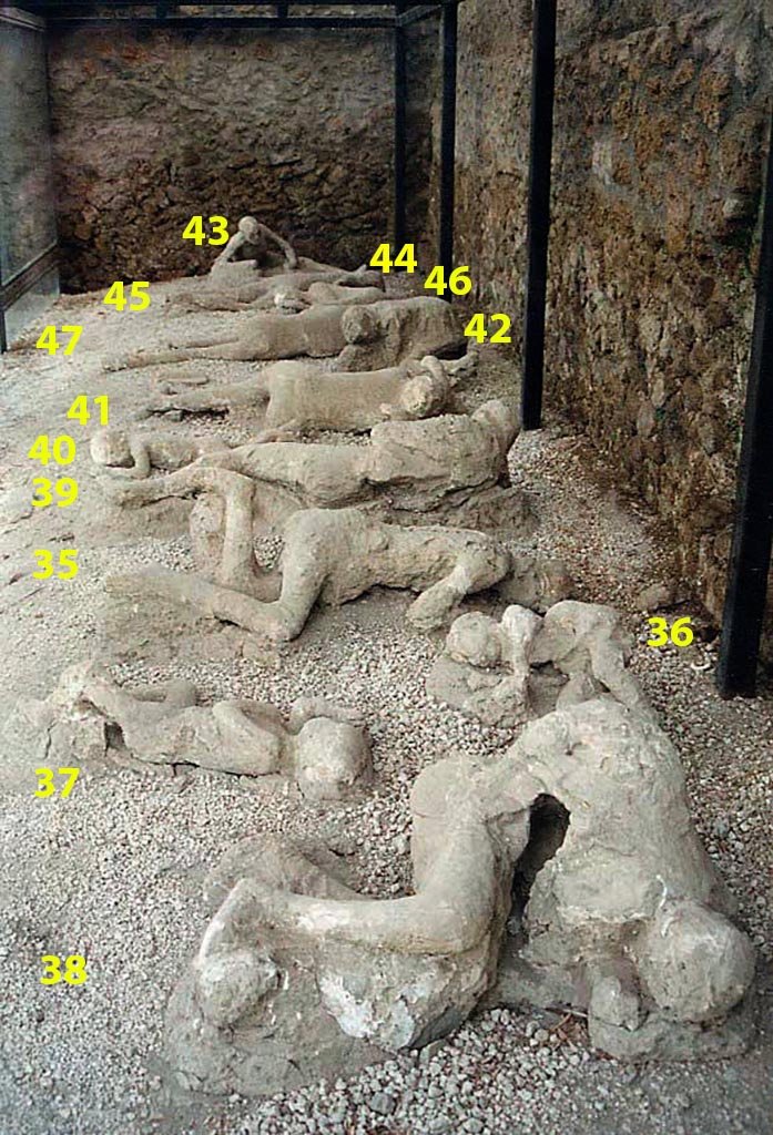 I.21.6 Pompeii. Identification of locations of victims 35 to 47 on display in I.22.6.
Photo 2000 courtesy of Lancevortex, CC BY-SA 3.0 via Wikimedia Commons. We have added the victim numbers.
