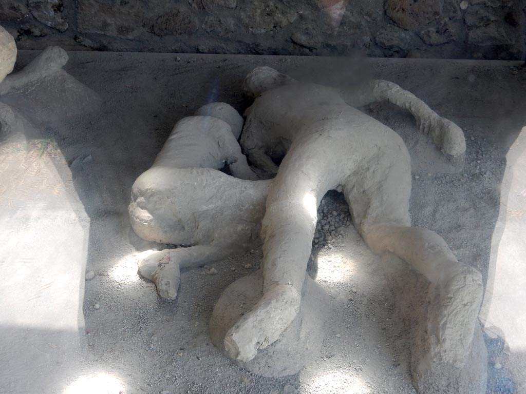 I.21.6 Pompeii. May 2015. Detail of plaster casts of two bodies, victim 45, right and victim 44, left. Photo courtesy of Buzz Ferebee.
Victim 45 was a female aged over 20 years old.
The body was found near the triclinium between the 31st of May and the 7th of June 1961.
Victim 43 was in front of victims 44 and 45, beyond which were victims 46 and 47. 
Maiuri imagined her as the wife of victim 43 and the mother of victims 44, 46 and 47.
See Osanna, N., Capurso, A., e Masseroli, S. M., 2021. I Calchi di Pompei da Giuseppe Fiorelli ad oggi: Studi e Ricerche del PAP 46, p. 426-7, Calco n. 45.
