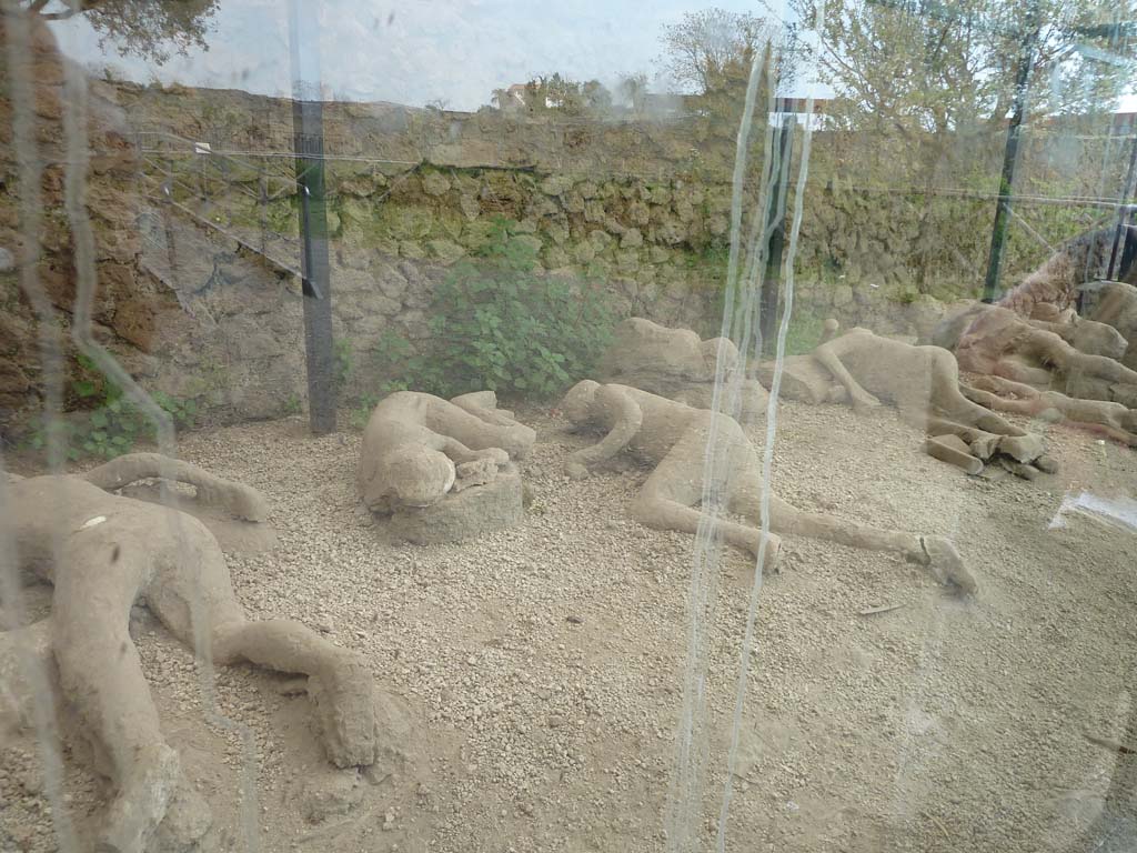 I.21.6 Pompeii. May 2010. Plaster casts of impressions of bodies. Centre left victim 46, centre right victim 47. 