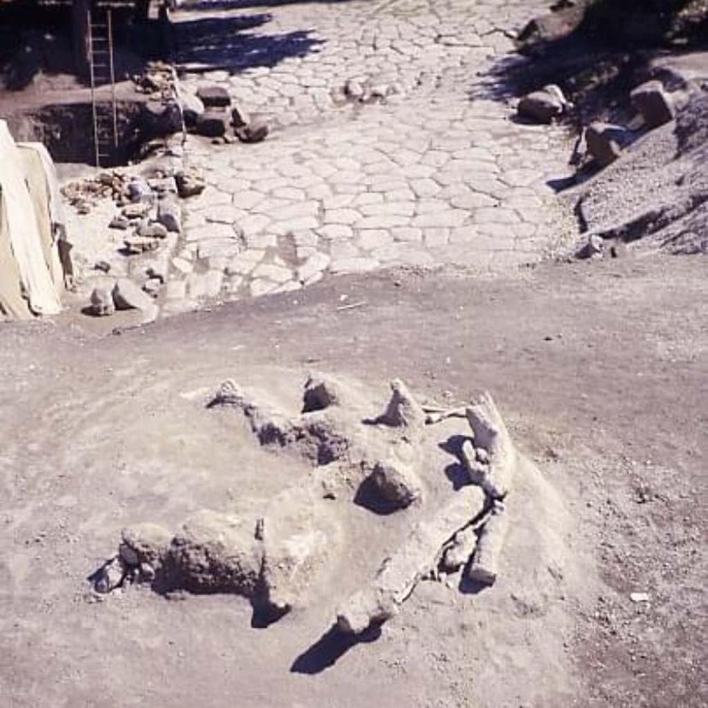 Porta Nola Pompeii. 1976-9. Casts of victim 58, left, and victim numbered as 14 on the De Caro plan, right, found above the road surface by the tomb of Obellius Firmus.
A tree also appears to have been cast.
Photograph © Parco Archeologico di Pompei.

