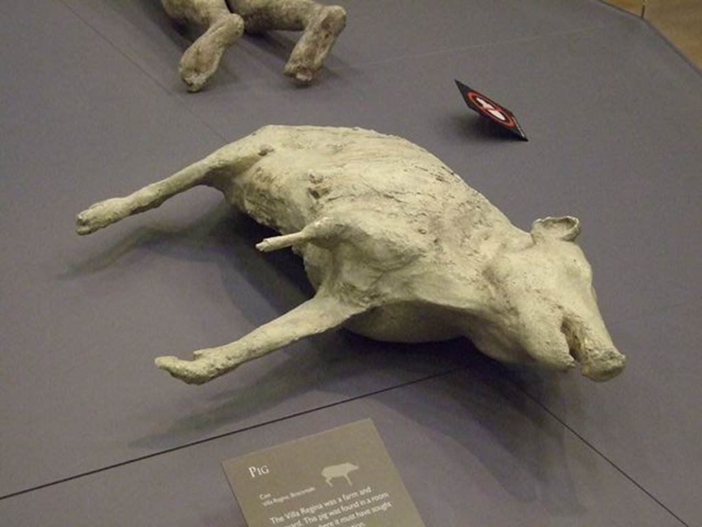 Villa Regina, Boscoreale. Pig found in a room of the villa, where it must have sought refuge during the eruption. 
Photographed at “A Day in Pompeii” exhibition at Melbourne Museum. September 2009.
The cast, although incomplete due to the lack of the left hind leg and the gaps in the right front leg and the abdomen on the left side, is also successful due to the precision of the impression, which faithfully reproduces the details of the hooved legs, the bristles on the back of the animal and the muzzle, from the large nose to the open mouth, from the eyes to the small, pointed ears.
See Osanna, N., Capurso, A., e Masseroli, S. M., 2021. I Calchi di Pompei da Giuseppe Fiorelli ad oggi: Studi e Ricerche del PAP 46, p. 474, Calco n. 66.

