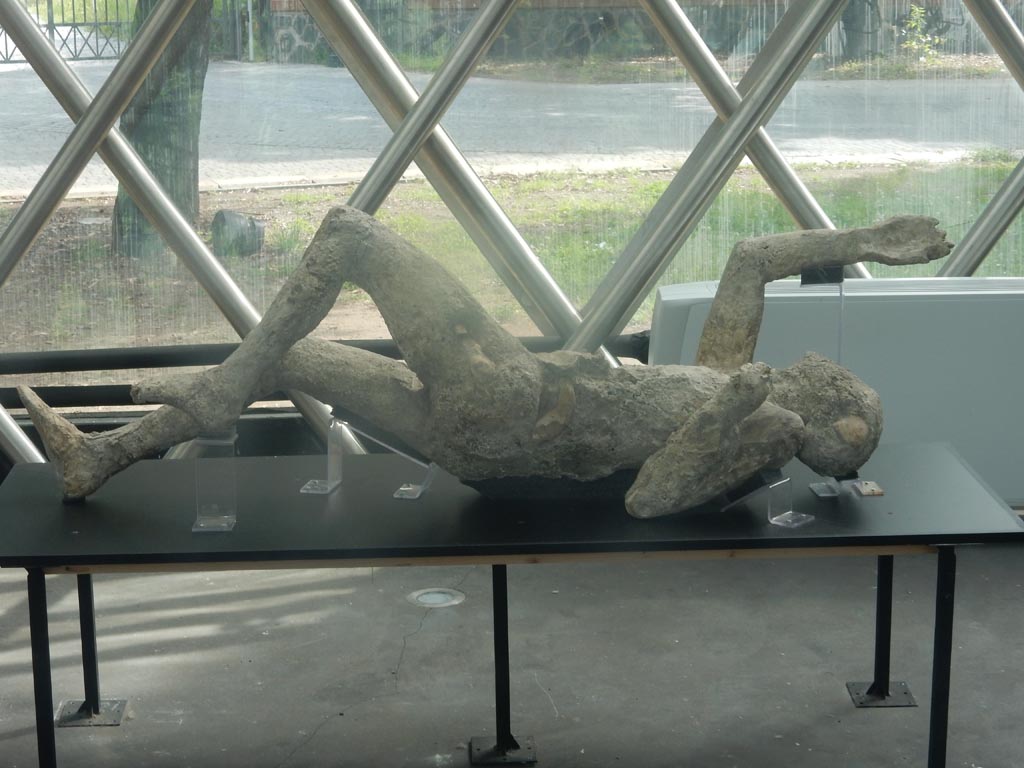 Victim 79. May 2018. Cast on display at Pompeii in the display area near the amphitheatre entrance. Photo courtesy of Buzz Ferebee.
With his beautiful, muscled legs, we are wondering if he was the other plaster-cast taken in the Palaestra by Maiuri in 1937 and described as “a man still appearing to be running, even in death”.
See Notizie degli Scavi, Anno 1939, Fascicoli 7, 8, 9, on pages 165-238

It could be hypothesized that it is the cast created on 8-9 January 1951 during the excavation of the central area of the Palestra Grande, but there are no archive photos to verify this. 
The type of cast is similar, in features and accuracy, to those of the Porta Nocera casts, created 5 years later. 
However, even if the left hand is not far from the face, it is not exactly in the position of someone who protects his mouth with his hands, like the cast mentioned by Maiuri.
See Osanna, N., Capurso, A., e Masseroli, S. M., 2021. I Calchi di Pompei da Giuseppe Fiorelli ad oggi: Studi e Ricerche del PAP 46, p. 502-4, Calco n. 79.
