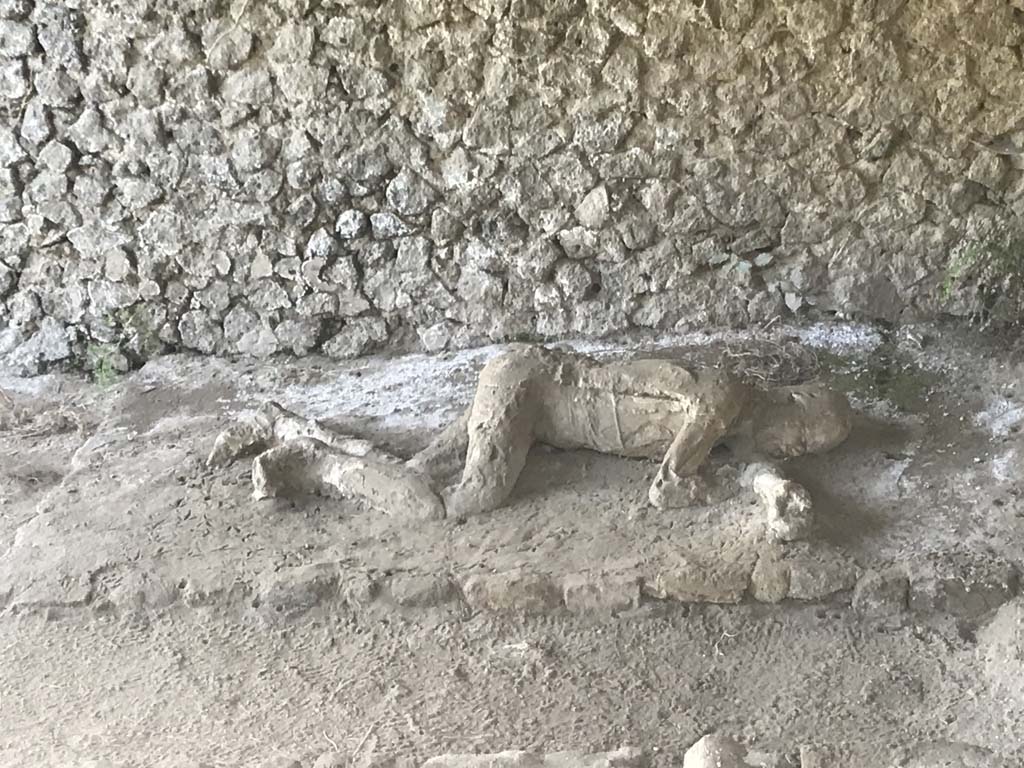 Pompeii, outside Porta Nocera. April 2019. Plaster cast of remains of a second fleeing victim 31 found 16th March 1957. 
There are perhaps traces of belts. Photo courtesy of Rick Bauer. 

