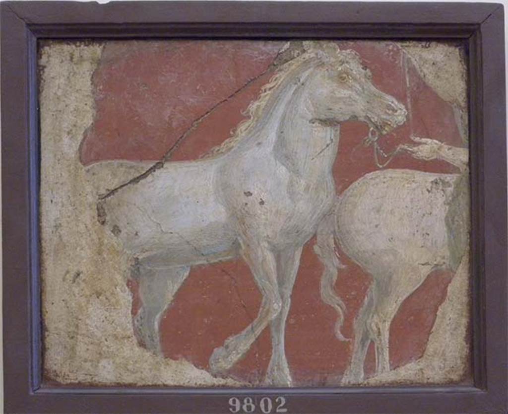 Stabiae, Villa Arianna, found 19 September 1761. Atrium, fragment of wall painting of two horses.
Now in Naples Archaeological Museum. Inventory number 9802. 
See Sampaolo V. and Bragantini I., Eds, 2009. La Pittura Pompeiana. Electa: Verona, p. 447.
