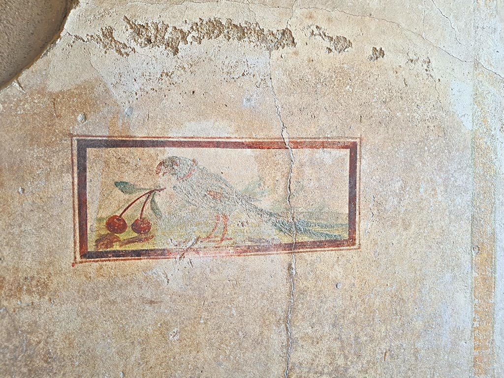 .7.11 Pompeii. March 2024.
Wall painting of bird with cherry from north end of west wall of cubiculum. Photo courtesy of Giuseppe Ciaramella.

