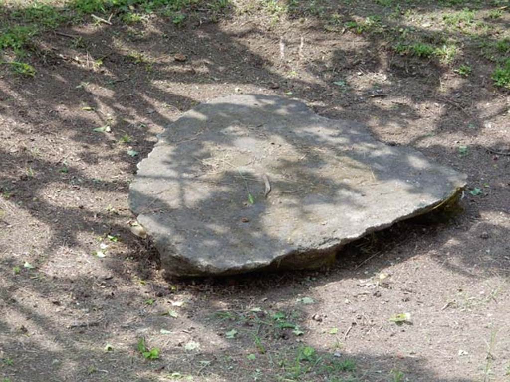 II.4.9 Pompeii. May 2016. Plaster-cast of tree root in garden area. Photo courtesy of Buzz Ferebee.