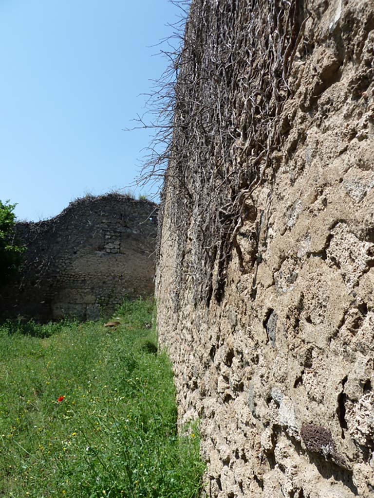 VII.10.14 Pompeii. May 2010. Looking west along north wall.
According to Jashemski -
Boyce reported there was a garden painting on the north (?) wall, and in front of it was a masonry altar with a step on the front of it.
Boyce said the wall was painted with trees, plants and birds. 
The altar was coated with white stucco and decorated with the following painted objects.
On the front side, a shallow dish with fruits and a pine cone. 
On the left side, two trees with an altar between them, with the attributes of Diana around it, a crown, a bow, a quiver, two hunting spears, two dogs and a torch. 
On the right side, a rural shrine scene consisting of a column and capital, and on the top of the capital a basket containing two rhyta, a jar, a phallus-like object covered with a red cloth; across the field was painted a thyrsus.
See Boyce G. K., 1937. Corpus of the Lararia of Pompeii. Rome: MAAR 14. (p. 69) 
According to Jashemski, on the south wall was a badly preserved painting with plants and birds that were still faintly visible in l993.
See Jashemski, W. F., 1993. The Gardens of Pompeii, Volume II: Appendices. New York: Caratzas. (p. 191)
